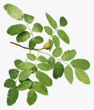 29 Nov - Hoja De Nogal Png