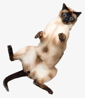 Http - //i - Imgur - Com/rgabeg7 - Scared Cat Png