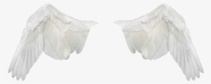 Wings,wings Ave,flight,fly,white Wings,png,freedom - Alas Blancas Png