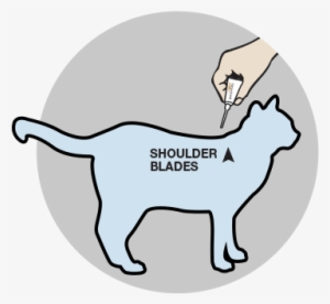 Apply To Dog Apply To Cat - Apply Revolution On Cat