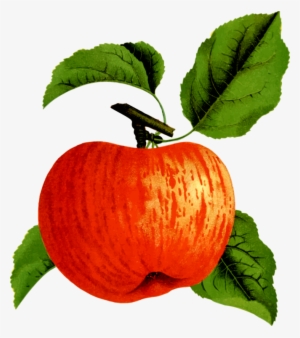 Apple Squash Food Orchard Calabaza - Clip Art