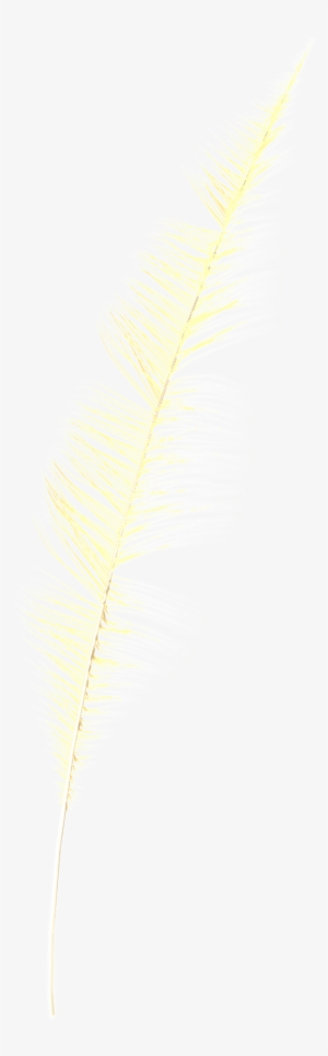 Fantasy Transparent Feather Png - Fern