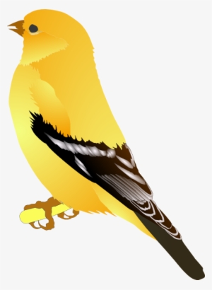 How To Set Use Gold Finch Svg Vector