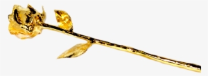 Golden Rose Png Free Download - Portable Network Graphics