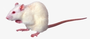 White Rat Png