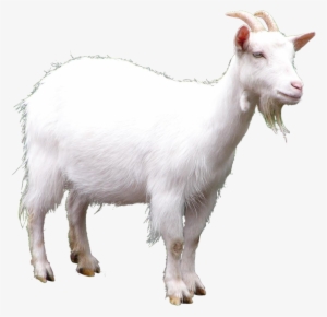 Goat Full - Goat Transparent