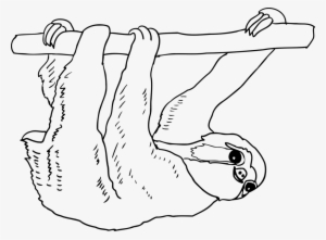 Sloth Thumb Mammal Drawing Line Art - Sloth Outline