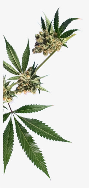 What About Your Weed