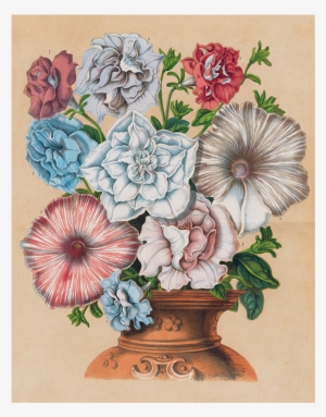 076 69cadeb5 947b 498b 8a4e 424149411431 V=1527865843 - Petunia