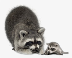 Raccoon Transparent