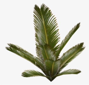 Palm Plant - Palm Plant Png