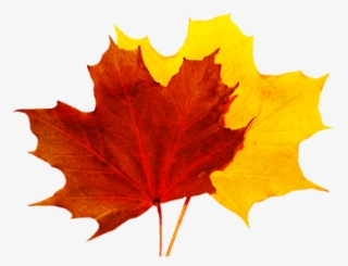 Fall Leaves Clip Art - Fall Leaves Transparent