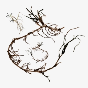 Grass Roots Png Clip Art Black And White - Portable Network Graphics