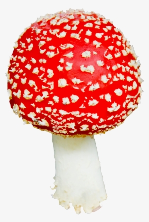 Mushroom Png Image