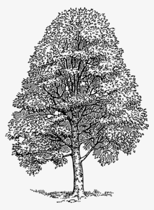 Free Vector Beech Tree Clip Art - Beech Tree Clipart