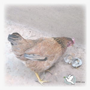 Posted December 15, - Rooster