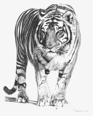Net - Royal Bengal Tiger Sketch