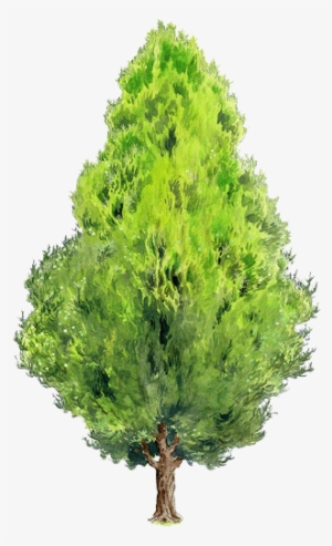 Black Locust Tree Painting Green Elements Transprent - Thuja Orientalis Png
