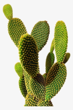 More More - Cactus Png