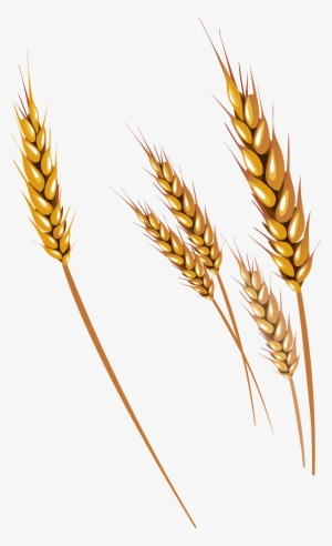 Free Png Wheat Png Images Transparent - Wheat Vector