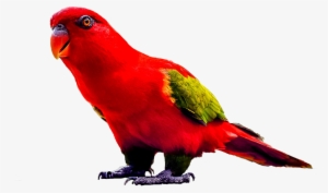 Download Parrot Png Transparent Images Transparent - Loro Rojo Png