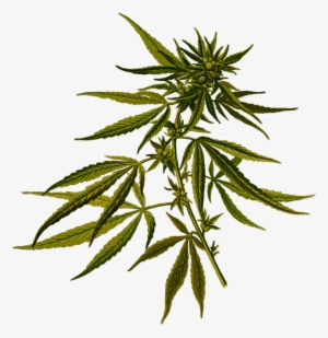 Cannabis Sativa