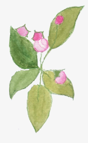 Sadly I Don't Think I Shall See Much Blossom On My - Evergreen Rose