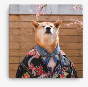 Mensweardog Cherry Blossom Canvas - Chú Chó Có Thần Thái