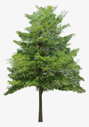 Free Download Tree Vector Png - Tree Without Background Png