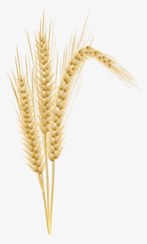 Яндекс - Фотки - Barley Png