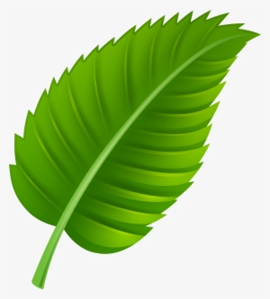 Sunflowers Png Leave Jpg