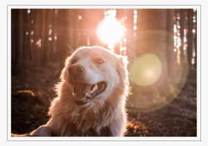 Lens Flare Happens When Stray Light Reflects On Some - Dog