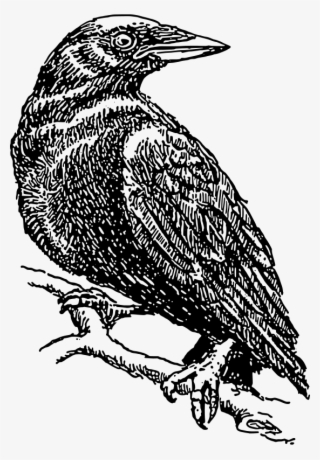 Crow Svg Clip Arts 414 X 594 Px