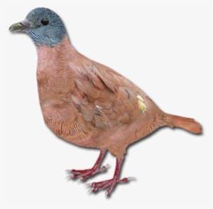 Blue-headed Wood Dove