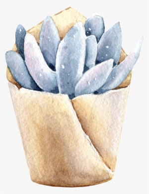 Succulents Hand Painted Watercolors Of Transparent - Watercolor Painting