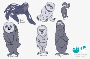 An Illustration Of Sloth Types - Sloth Love Costa Rica