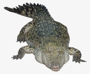 Alligator Png Hd - Crocodile Transparent