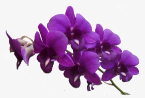 Purple Flower Frame - Purple Orchid Flower Png