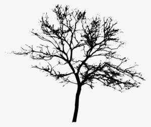 Free Png Tree Silhouette Png Images Transparent - Tree Silhouette Transparent Background