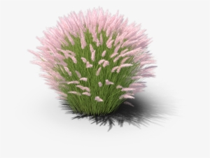 Product Item - Red Clover