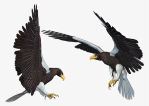 Bald Eagle Png Transparent Picture - Eagle Wallpaper Png