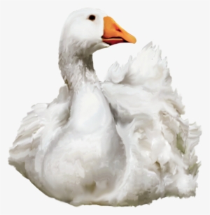 Duck Png - Water Duck Png