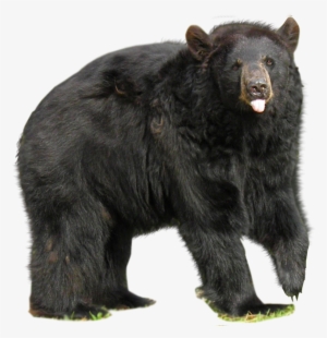 Bear Png In High Resolution - Bear