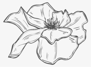 Phoenix Png