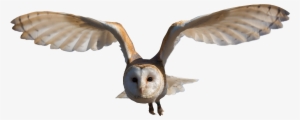 Owl Flying Hd Png - Barn Owl Png
