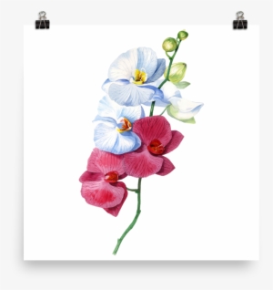 Bright And Colourful Orchid Watercolour Matte Poster - Orchid Watercolour