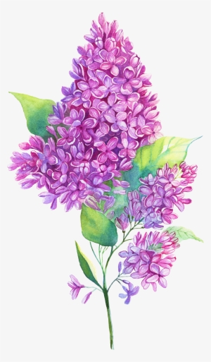 Jpg Royalty Free Edelweiss Drawing Purple Hyacinth - Flower Lilac Illustration Png