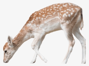 Fallow National Zoo Aquarium - Fallow Deer Png