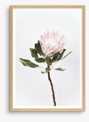 Vintage Protea Vintage Protea - Sugarbushes