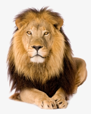 Contourhead-lion - Lion With White Background